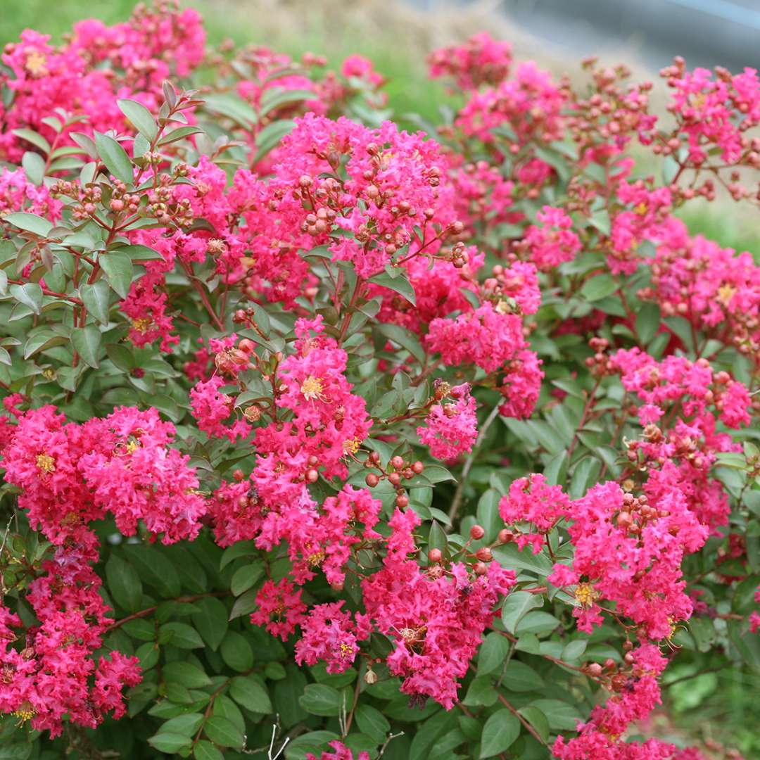 Heavy blooming Infinitini Watermelon Lagerstroemia